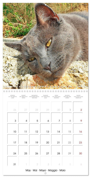 A cat lover's year (CALVENDO Monthly Calendar 2027)