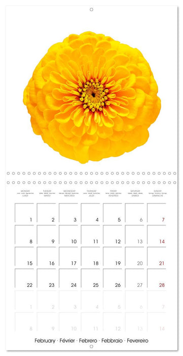 Beautiful Zinnias (CALVENDO Monthly Calendar 2027)
