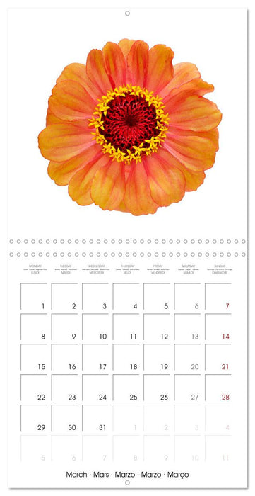 Beautiful Zinnias (CALVENDO Monthly Calendar 2027)