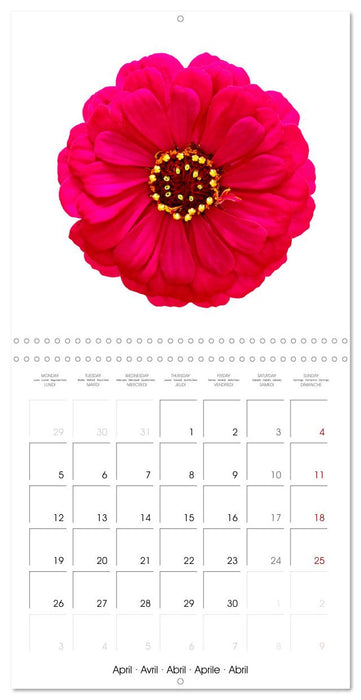 Beautiful Zinnias (CALVENDO Monthly Calendar 2027)