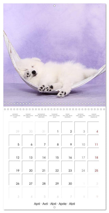 Sleeping Puppies (CALVENDO Monthly Calendar 2027)