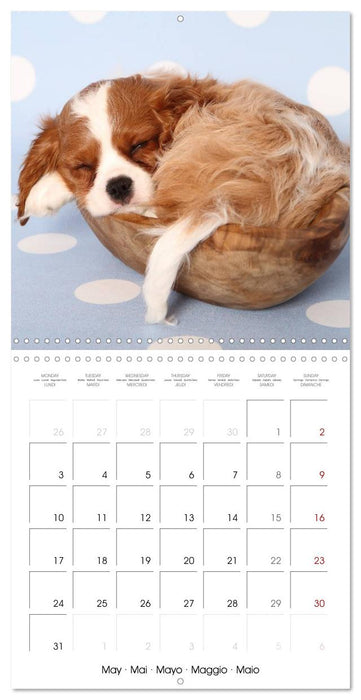 Sleeping Puppies (CALVENDO Monthly Calendar 2027)