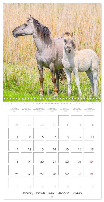 Konik horses (CALVENDO Monthly Calendar 2027)