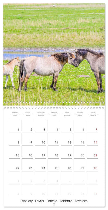 Konik horses (CALVENDO Monthly Calendar 2027)