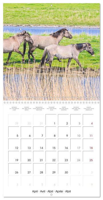 Konik horses (CALVENDO Monthly Calendar 2027)