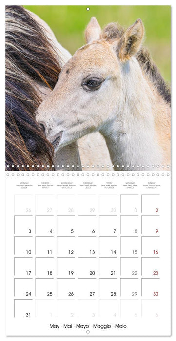 Konik horses (CALVENDO Monthly Calendar 2027)