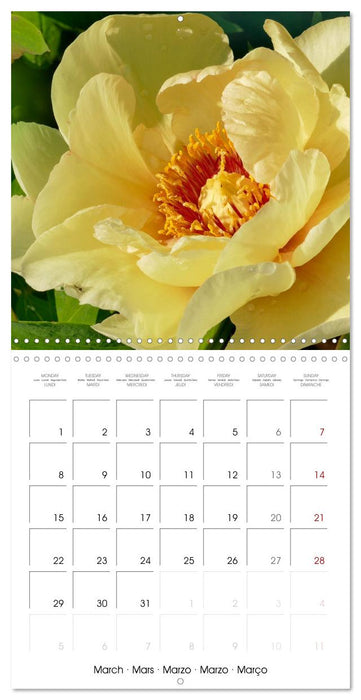 The peony a flower with meaning (CALVENDO Monthly Calendar 2027)
