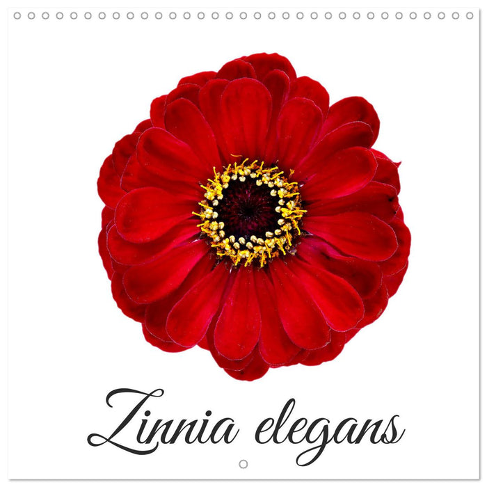 Zinnia elegans (CALVENDO Calendrier mensuel 2027)