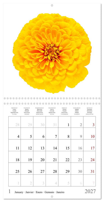 Zinnia elegans (CALVENDO Calendrier mensuel 2027)