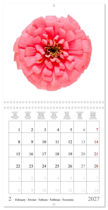 Zinnia elegans (CALVENDO Calendrier mensuel 2027)