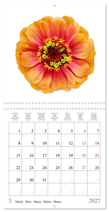 Zinnia elegans (CALVENDO Calendrier mensuel 2027)