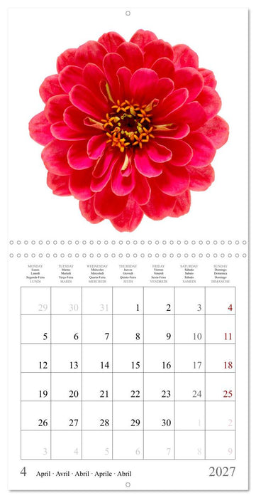 Zinnia elegans (CALVENDO Calendrier mensuel 2027)