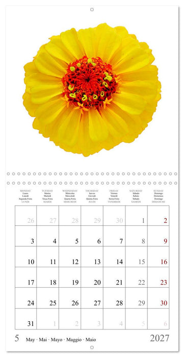 Zinnia elegans (CALVENDO Calendrier mensuel 2027)