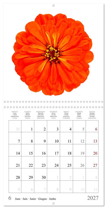 Zinnia elegans (CALVENDO Calendrier mensuel 2027)