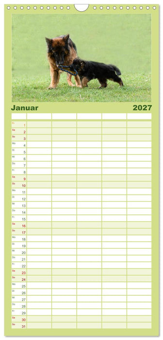 Langstockhaar - Schäferhund - Babys (CALVENDO Familienplaner 2027)