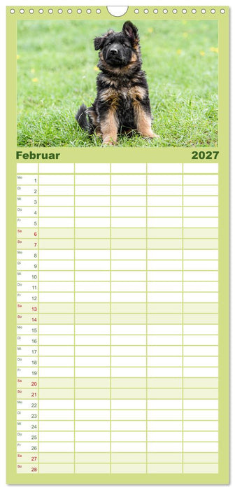 Langstockhaar - Schäferhund - Babys (CALVENDO Familienplaner 2027)