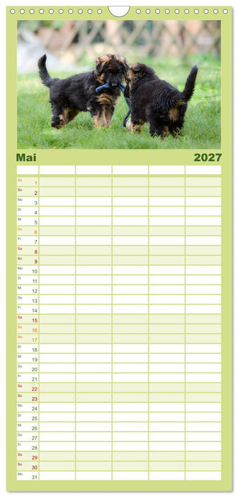 Langstockhaar - Schäferhund - Babys (CALVENDO Familienplaner 2027)