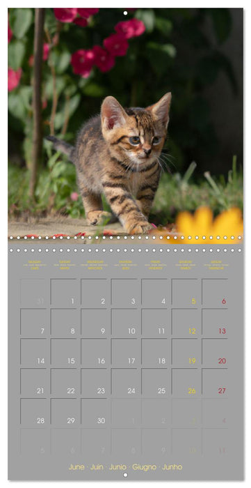 La vie de chatons (CALVENDO Calendrier mensuel 2027)