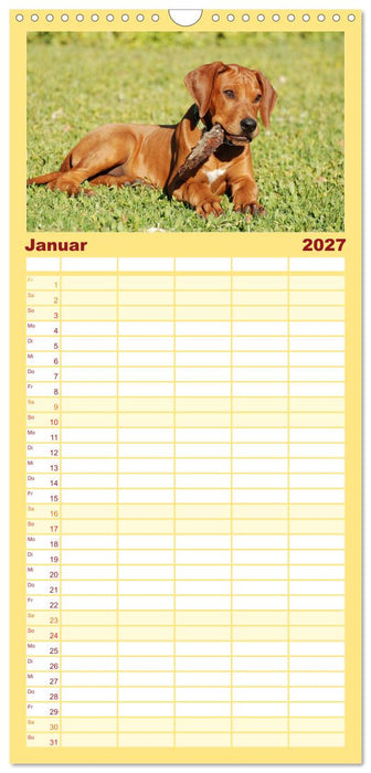 Rhodesian Ridgeback Terminkalender (CALVENDO Familienplaner 2027)