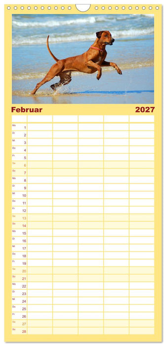 Rhodesian Ridgeback Terminkalender (CALVENDO Familienplaner 2027)