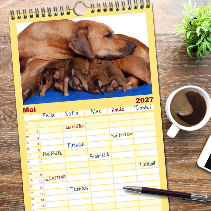 Rhodesian Ridgeback Terminkalender (CALVENDO Familienplaner 2027)