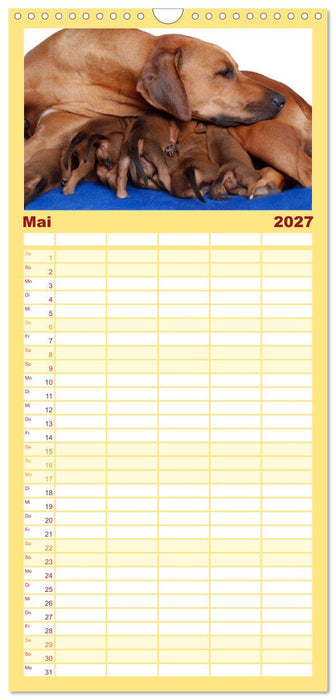 Rhodesian Ridgeback Terminkalender (CALVENDO Familienplaner 2027)