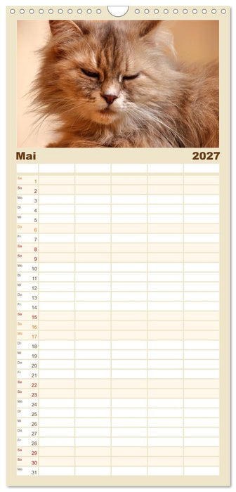 Katzen in Cranz (CALVENDO Familienplaner 2027)