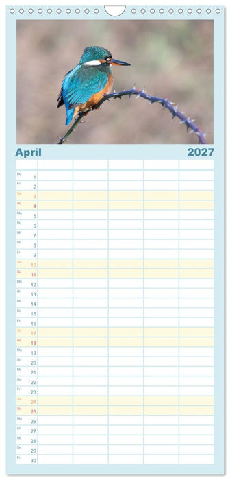 Eisvogel im Porträt (CALVENDO Familienplaner 2027)