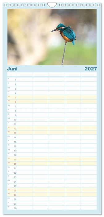 Eisvogel im Porträt (CALVENDO Familienplaner 2027)