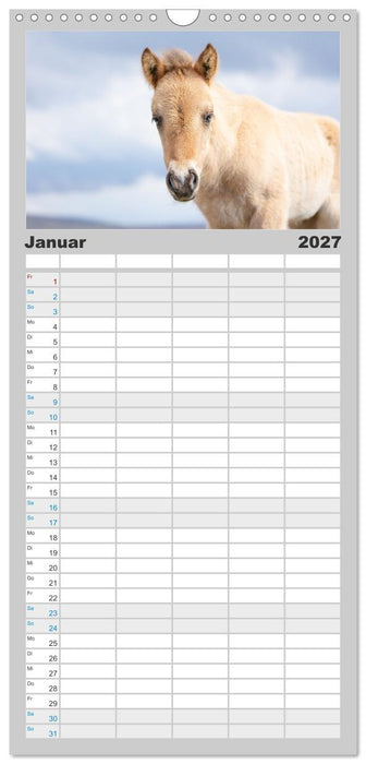 Islandpferde Kalender - Pferde von der Insel aus Feuer und Eis (CALVENDO Familienplaner 2027)