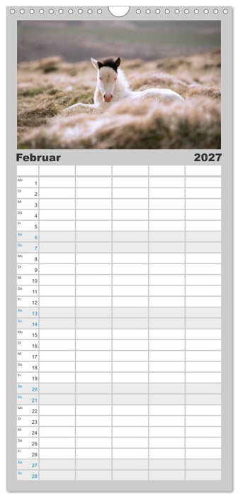 Islandpferde Kalender - Pferde von der Insel aus Feuer und Eis (CALVENDO Familienplaner 2027)