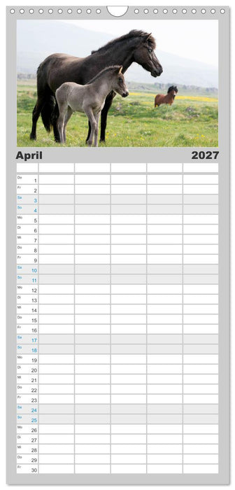 Islandpferde Kalender - Pferde von der Insel aus Feuer und Eis (CALVENDO Familienplaner 2027)