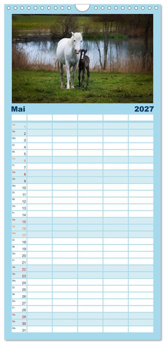 Weiße Pferde der Camargue in Bayern (CALVENDO Familienplaner 2027)
