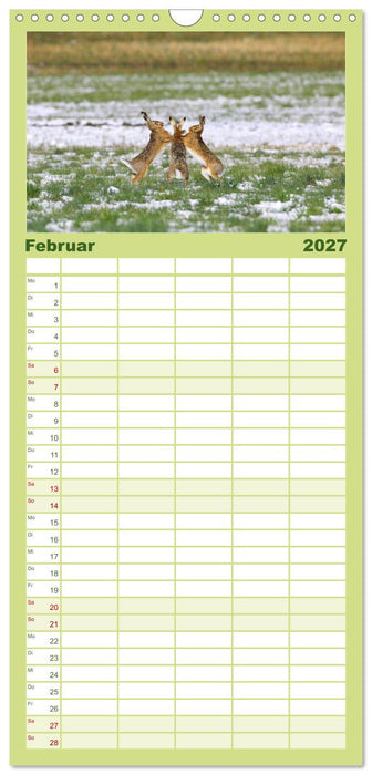Feldhasen in Höchstform (CALVENDO Familienplaner 2027)
