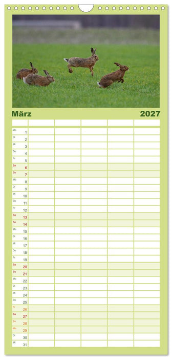 Feldhasen in Höchstform (CALVENDO Familienplaner 2027)