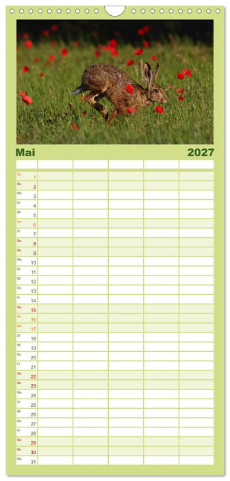 Feldhasen in Höchstform (CALVENDO Familienplaner 2027)
