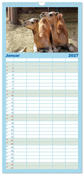Urlaubsgefühle - mit Dromedaren unterwegs (CALVENDO Familienplaner 2027)