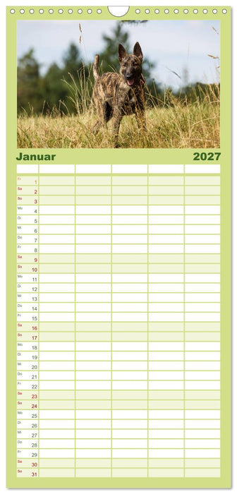 ausdrucksvolle Holländische Schäferhunde (CALVENDO Familienplaner 2027)