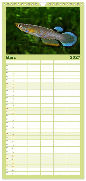 Killifische der Welt (CALVENDO Familienplaner 2027)