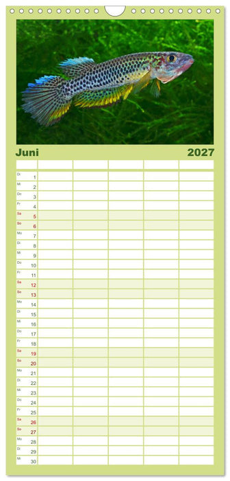 Killifische der Welt (CALVENDO Familienplaner 2027)