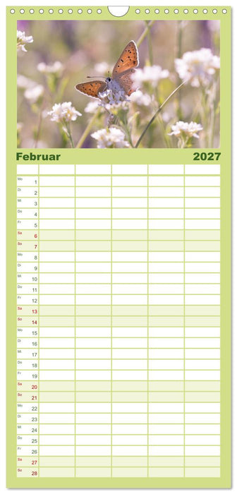 Schmetterlinge. Schimmernde Zauberwesen (CALVENDO Familienplaner 2027)