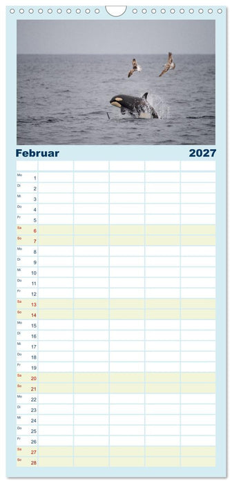 Die Wale von Andenes (CALVENDO Familienplaner 2027)