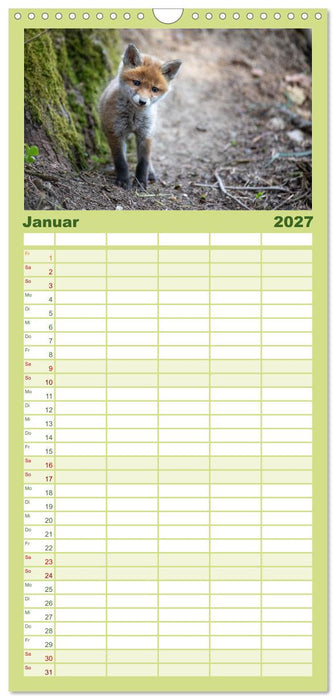 Rotfuchswelpen (CALVENDO Familienplaner 2027)
