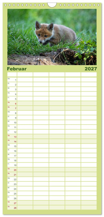 Rotfuchswelpen (CALVENDO Familienplaner 2027)