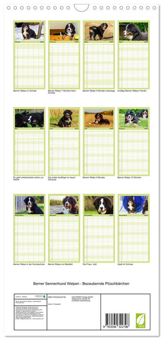 Berner Sennenhund Welpen - Bezaubernde Plüschbärchen (CALVENDO Familienplaner 2027)
