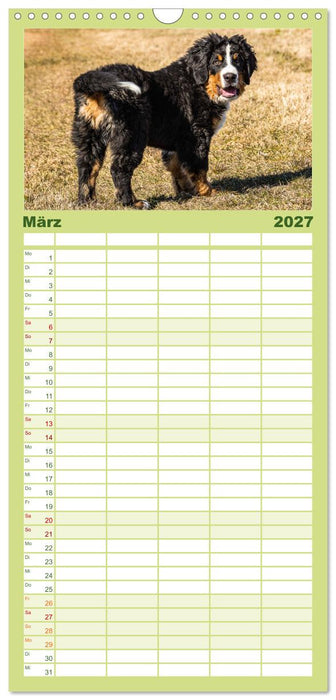 Berner Sennenhund Welpen - Bezaubernde Plüschbärchen (CALVENDO Familienplaner 2027)