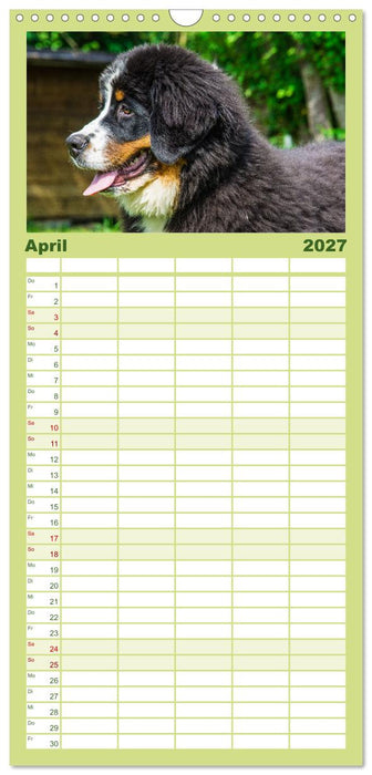 Berner Sennenhund Welpen - Bezaubernde Plüschbärchen (CALVENDO Familienplaner 2027)