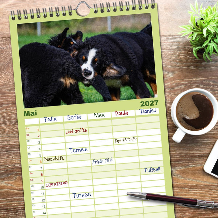Berner Sennenhund Welpen - Bezaubernde Plüschbärchen (CALVENDO Familienplaner 2027)
