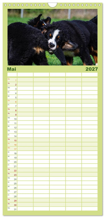 Berner Sennenhund Welpen - Bezaubernde Plüschbärchen (CALVENDO Familienplaner 2027)