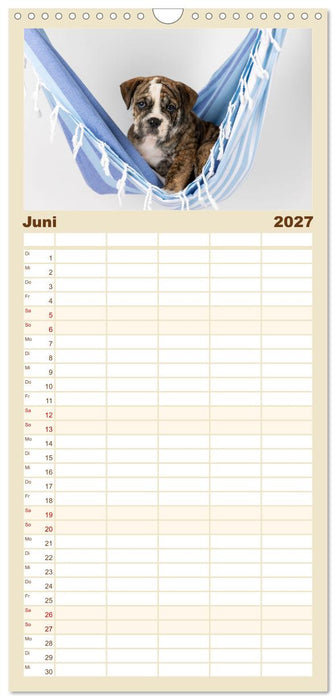 Welpen in der Hängematte (CALVENDO Familienplaner 2027)